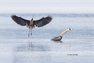 Ardea-herodias;Flying-Bird;Great-Blue-Heron;Heron;Photography;action;active;alof